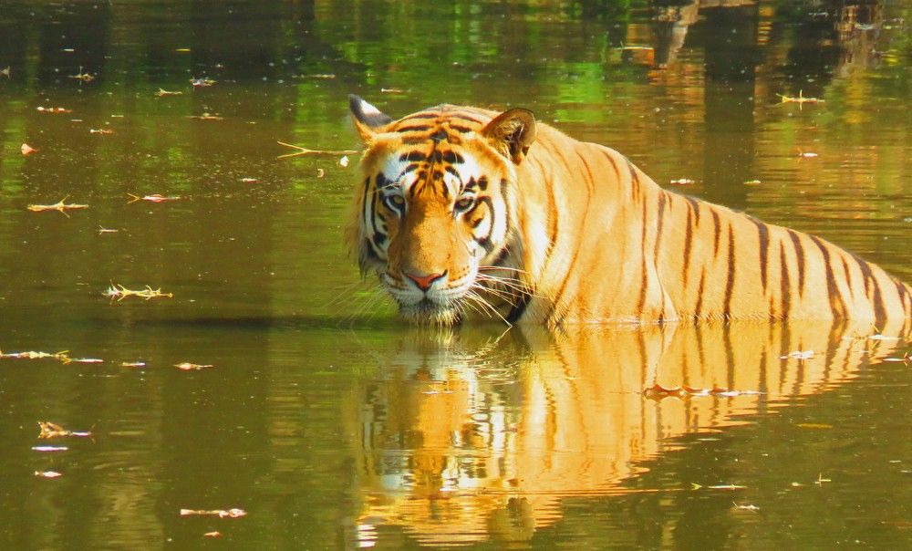 Male tiger amidst waterhole