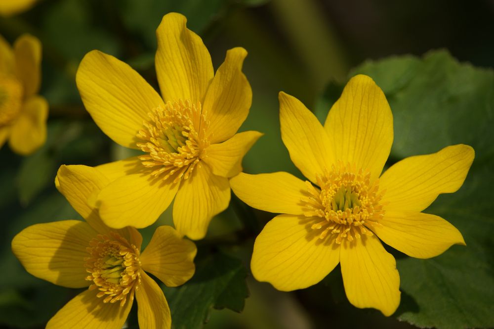 Photograph by Ken Oliver