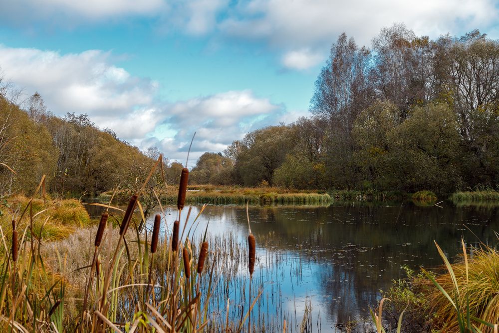 камыши на озере