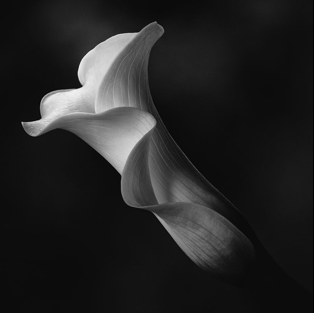 Photograph by Кривицкая Марина