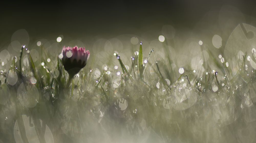 Photograph by gvido satori