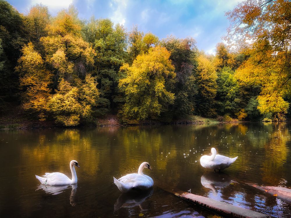 Лебединое озеро