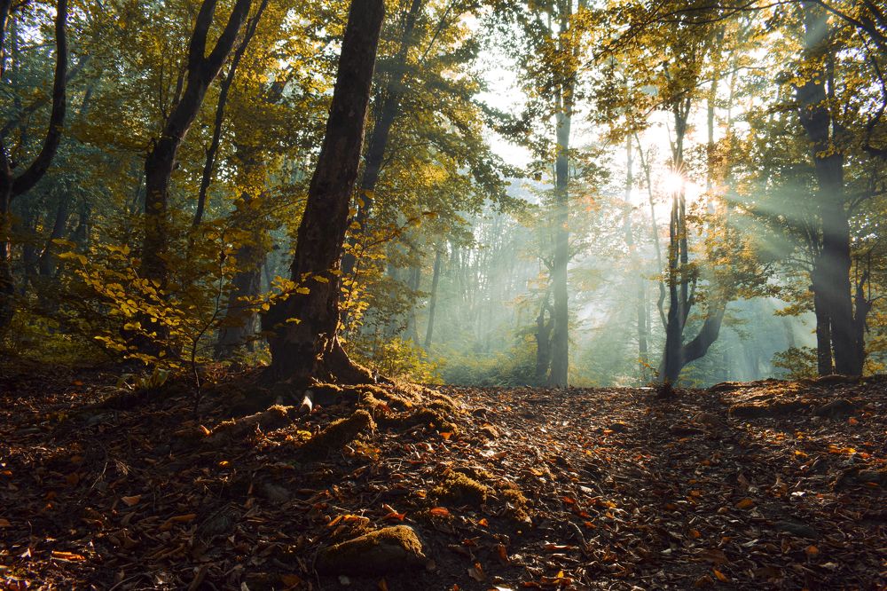 Фотография автора Mohammad amin Naderloei