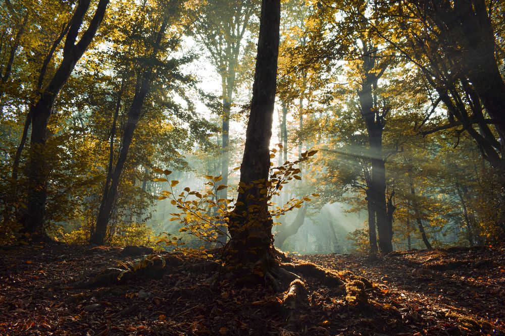 Фотография автора Mohammad amin Naderloei