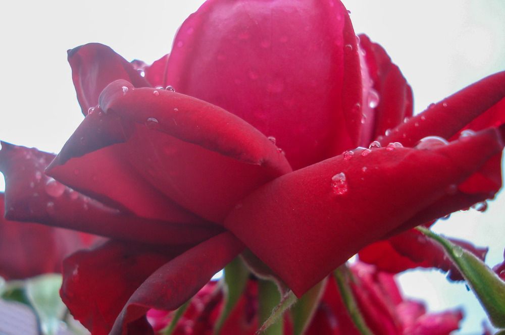 Photograph by Елена Мухамедшина