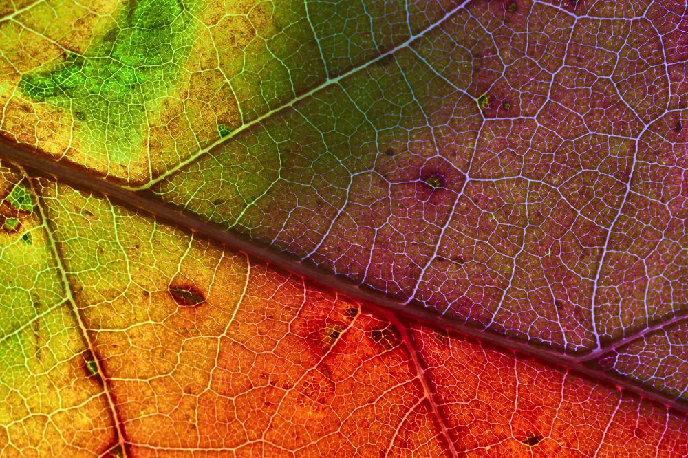 Photograph by Руфат Лажанский