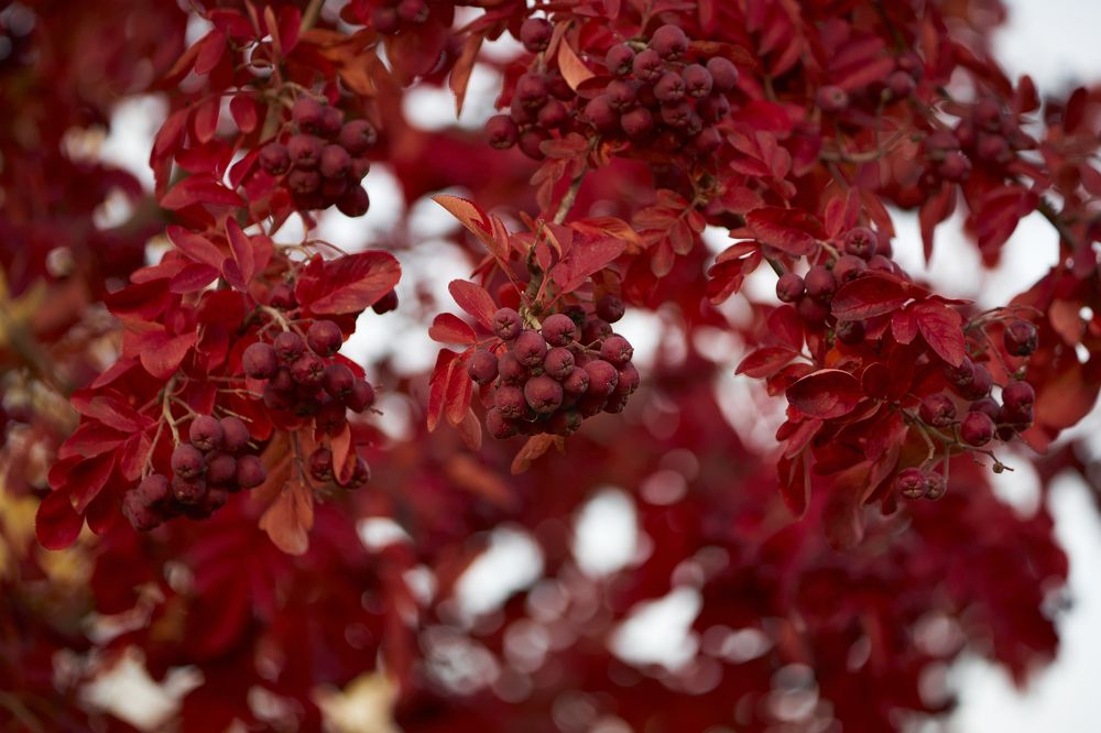 Photograph by Руфат Лажанский