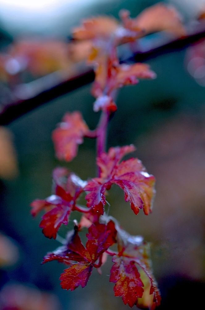 Photograph by Ирина Родионова