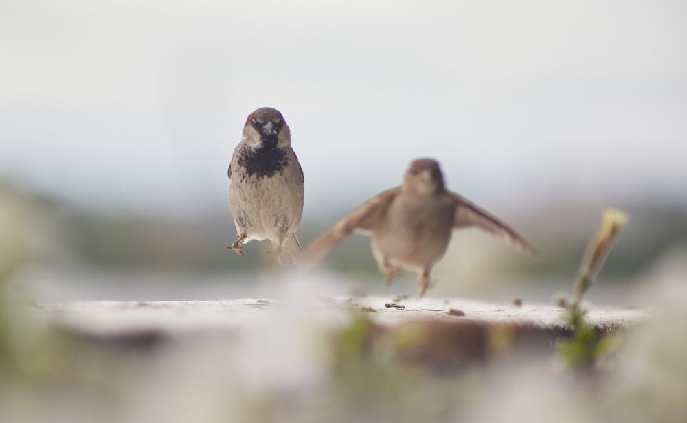Фотография автора Андрей Челомов