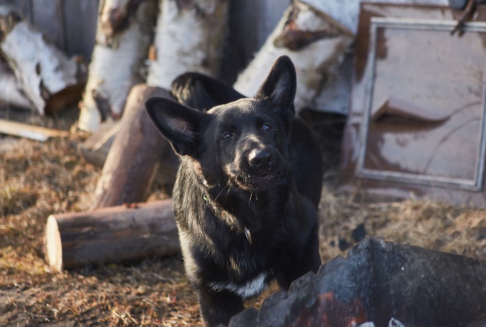 Фотография автора Андрей Челомов