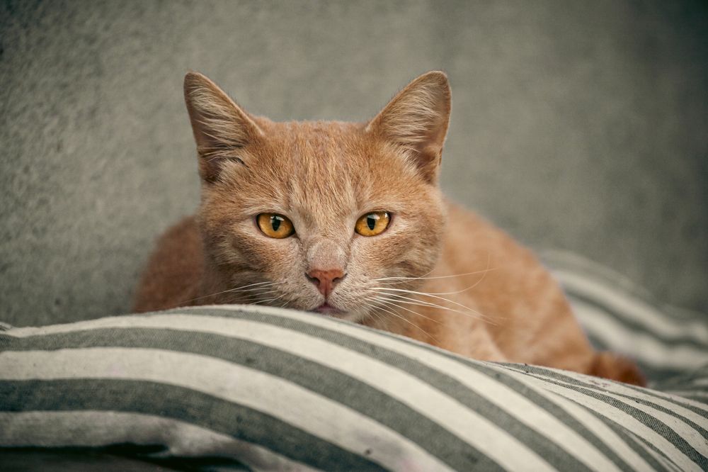 Photograph by Наталья Островцева