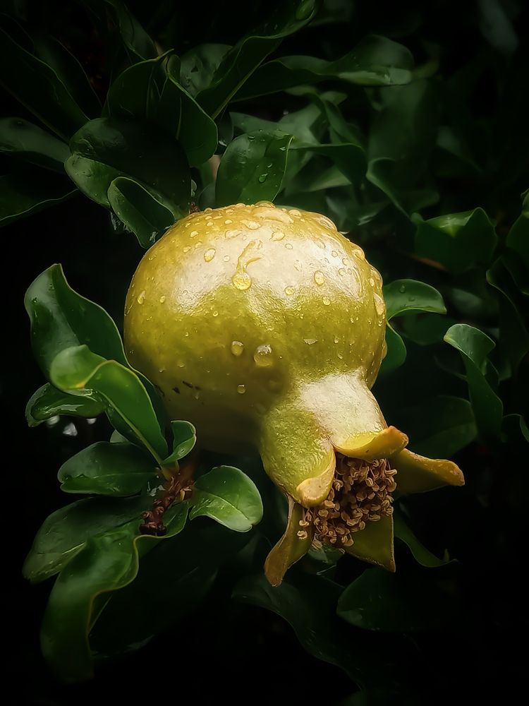 Photograph by Sara Bounab