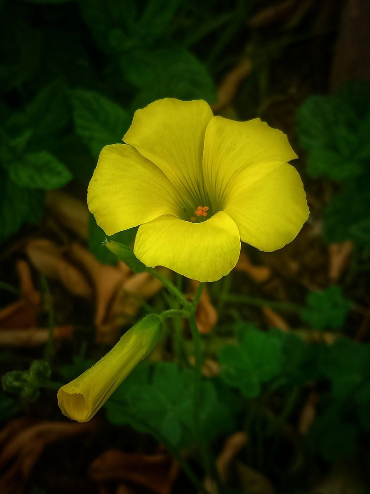 Photograph by Sara Bounab