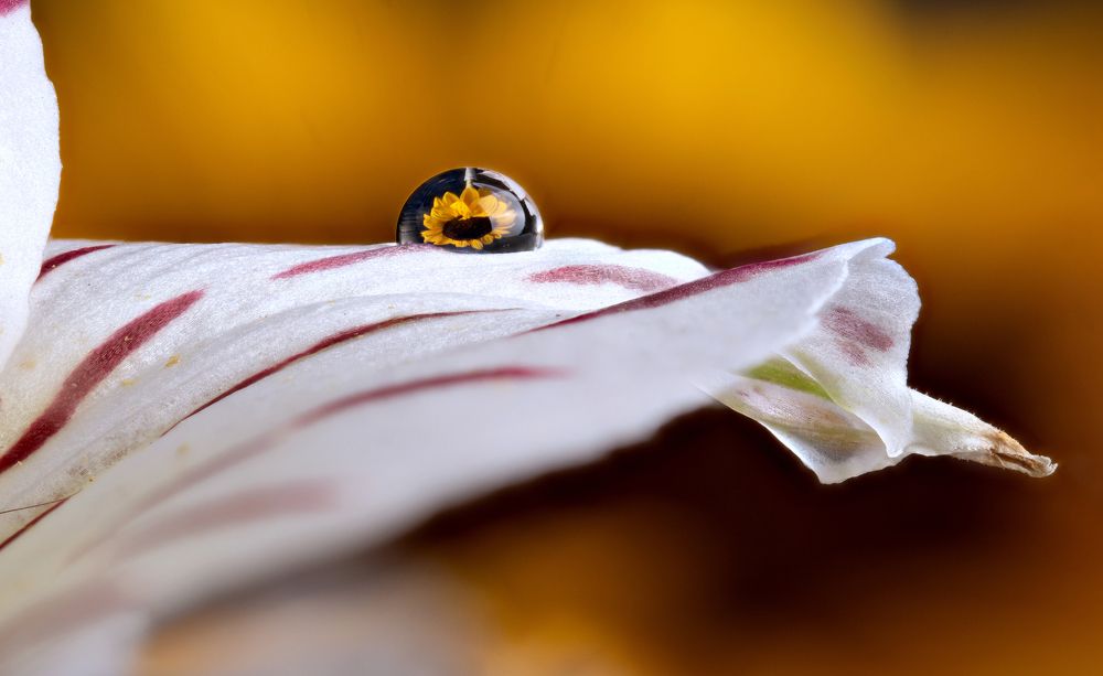 Photograph by Susie Castellano