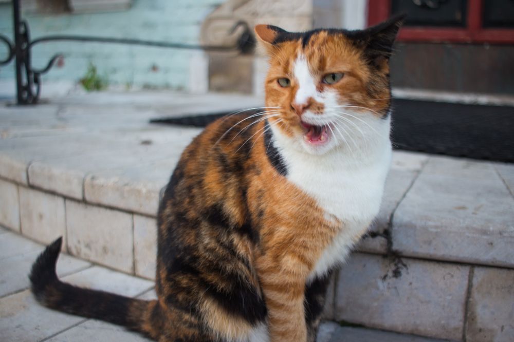 Photograph by Елена Шахова