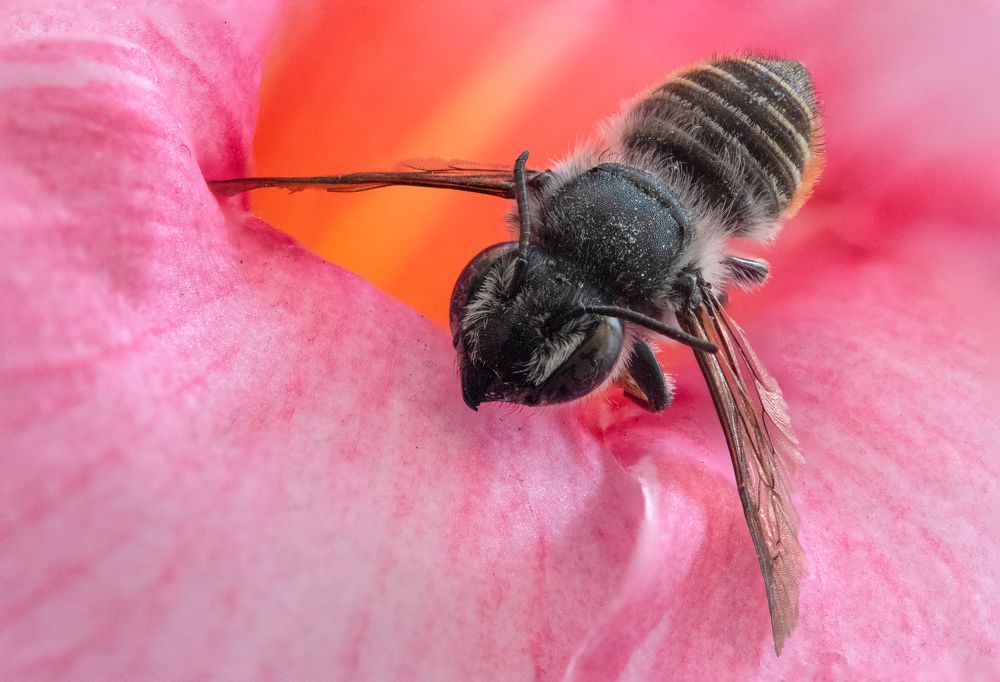 Photograph by Susie Castellano