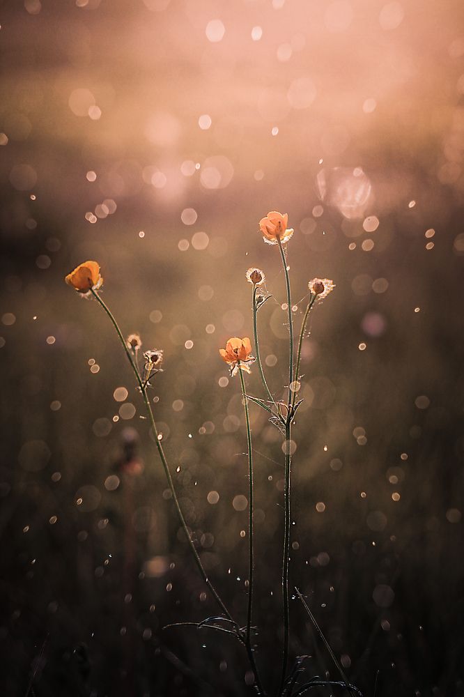 Photograph by Алена Полетаева