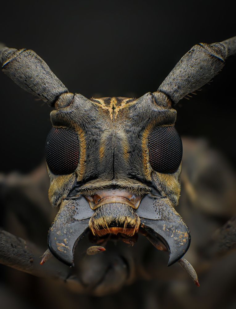 Flat-faced longhorn beetle