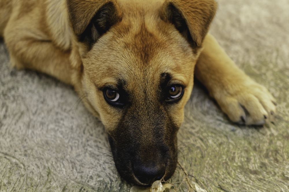 Praesumpta innocentia