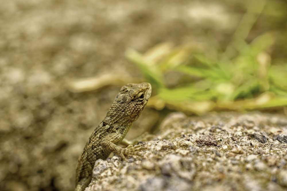 Solis radios quaerens