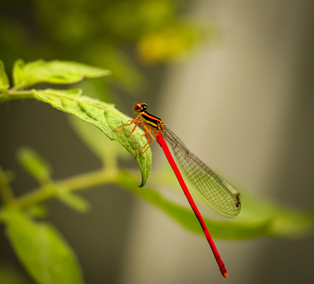 Photograph by Santosh Shrestha