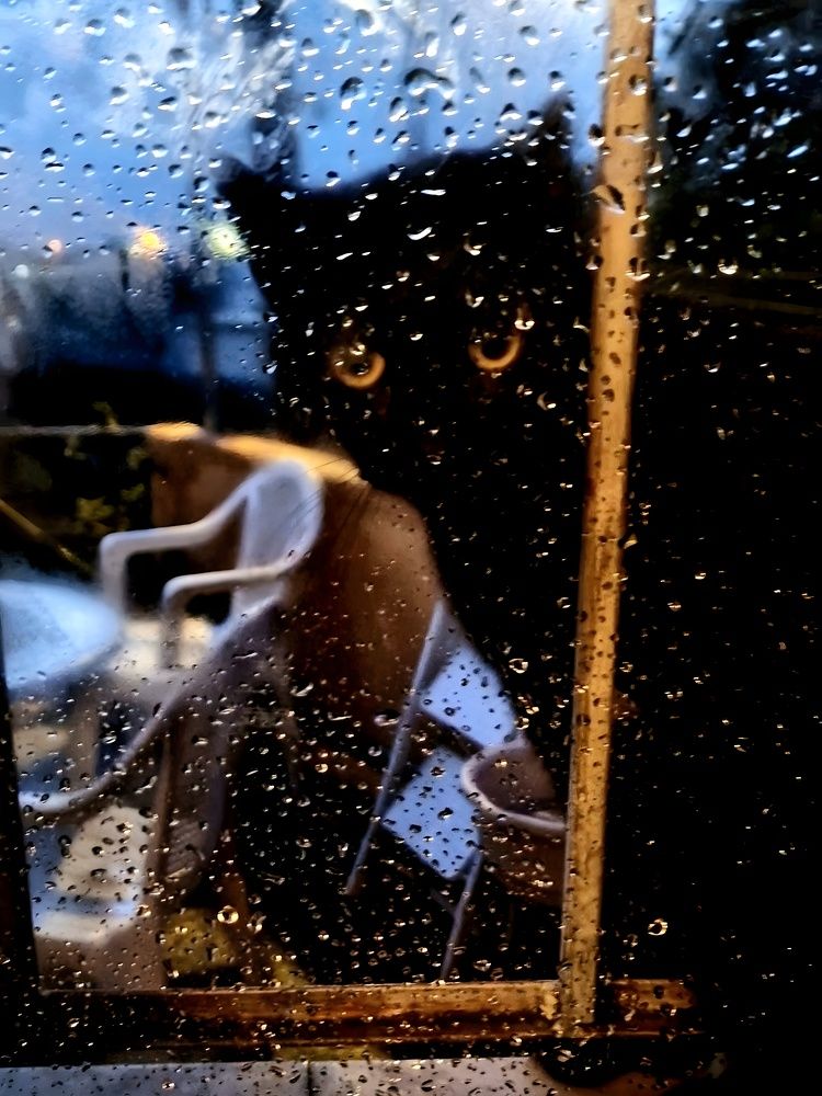 Black Cat in the Rain