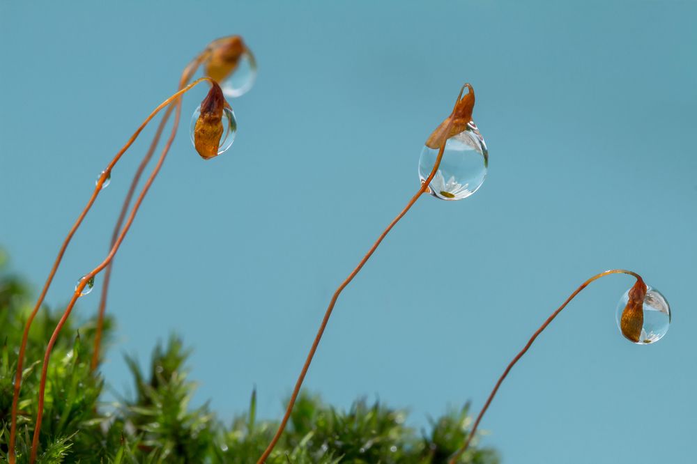 Мох кукушкин лён