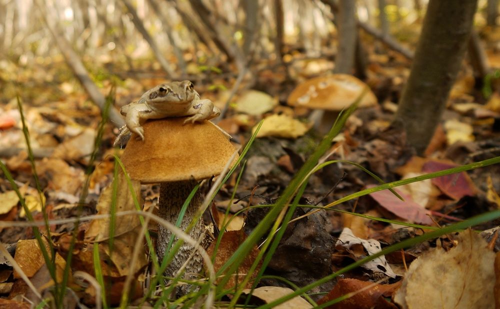 Фотография автора Марков Сергей