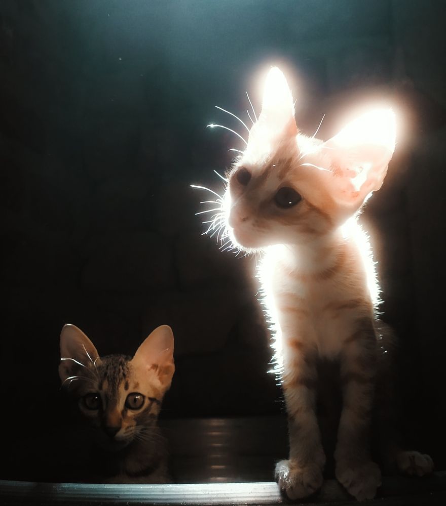 Photograph by Adel Sami