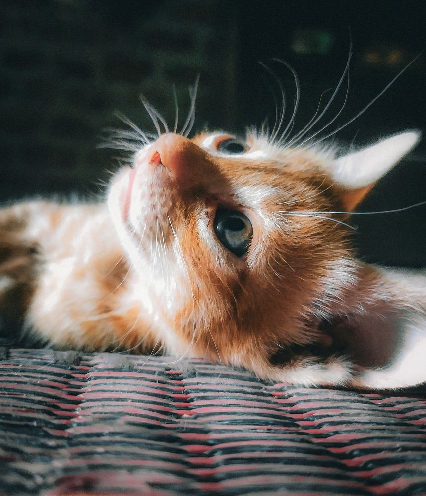 Photograph by Adel Sami