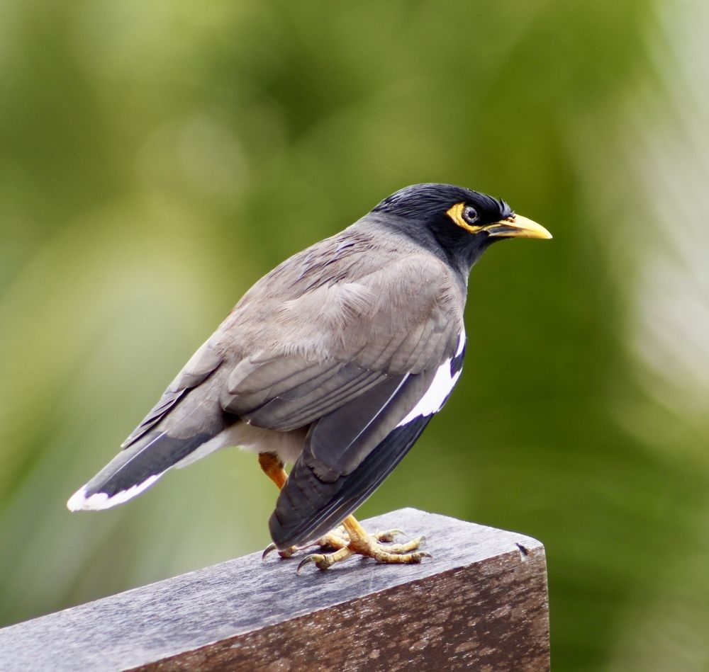 Таиланд. Пхукет. Обыкновенная майна (саранчовый скворец)