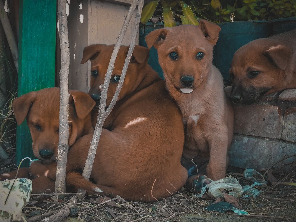 Photograph by Mohammed Halawa