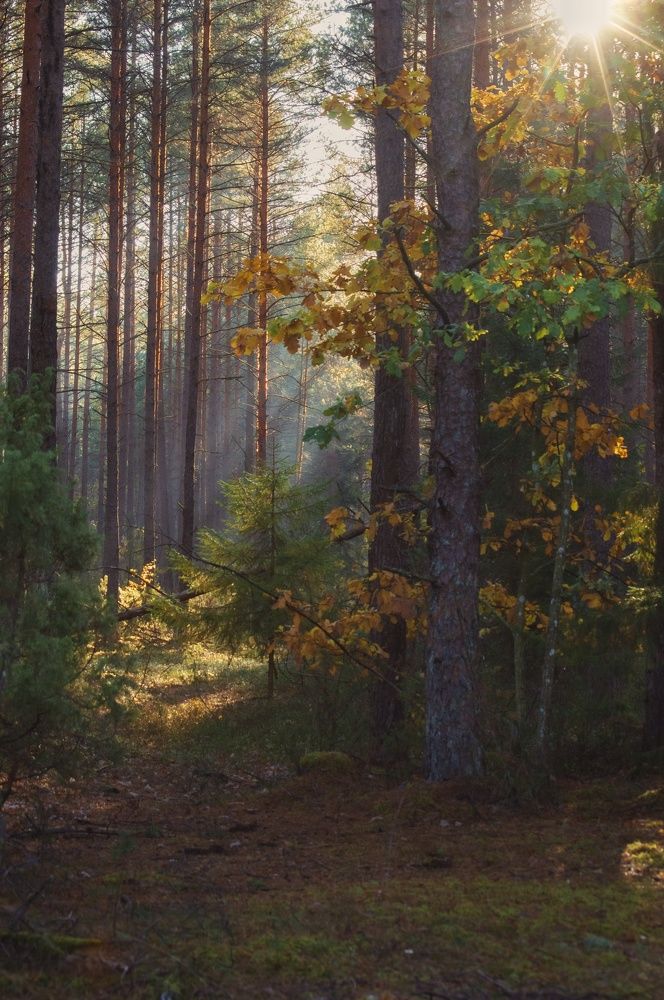 Photograph by Елена Кошелева