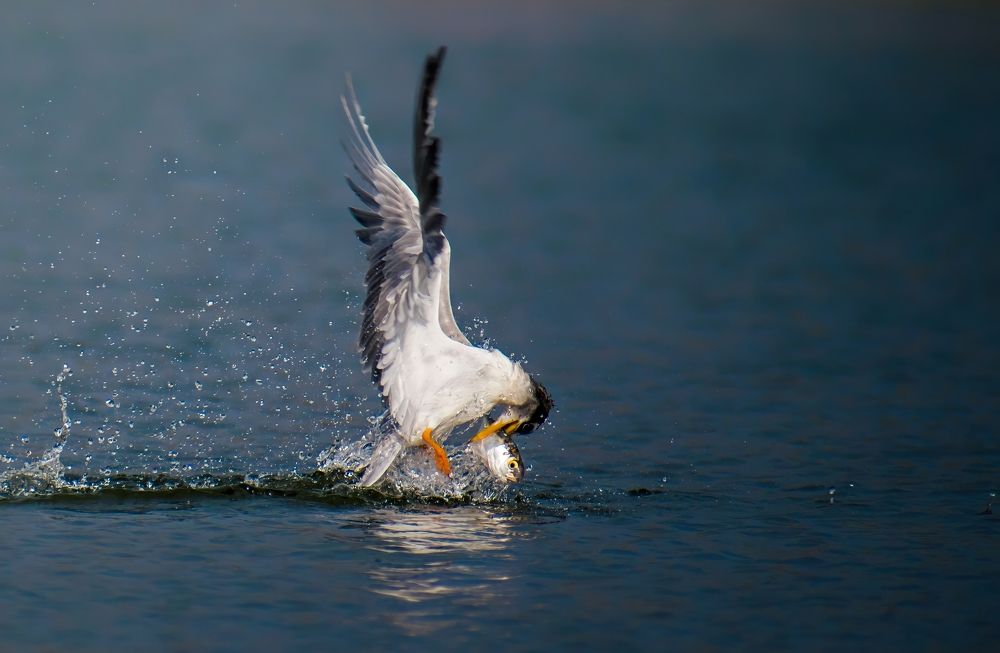 Photograph by Akshat Parashar