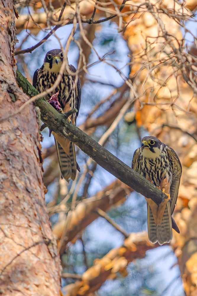 Photograph by Оксана Маховская