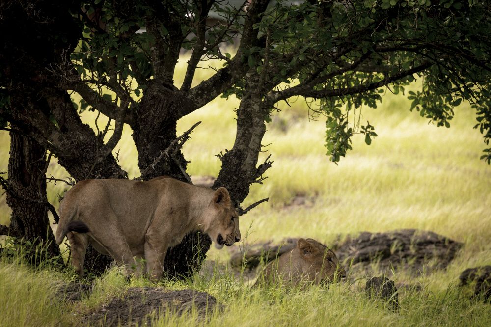 Photograph by Dr. Karim Kadiwar