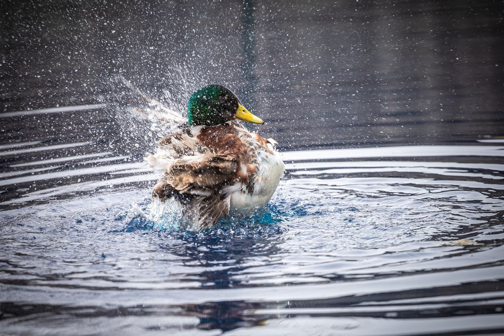 Photograph by Валентин Кольцов
