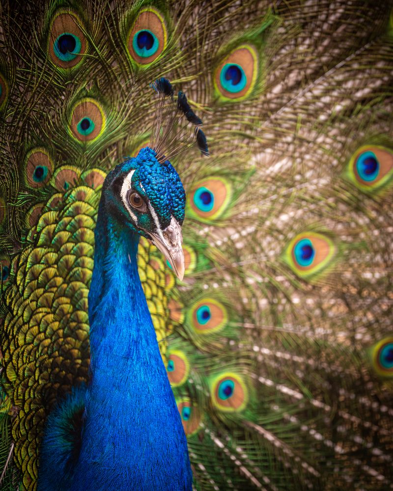 Photograph by Валентин Кольцов