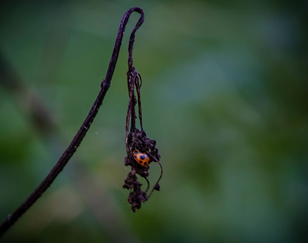 Photograph by Ольга Сафронова