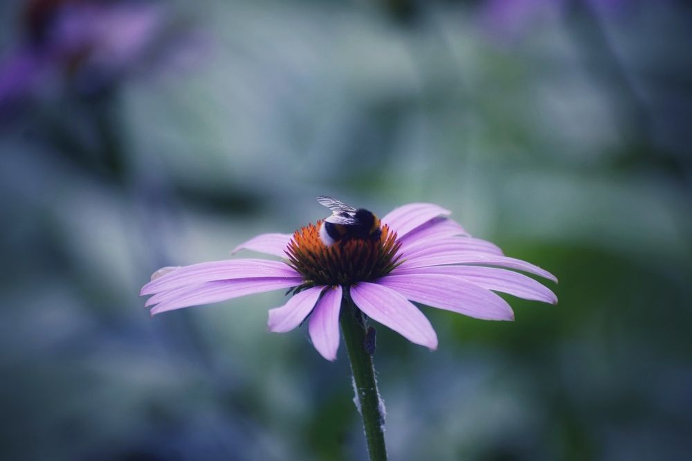 Photograph by Елена Василева