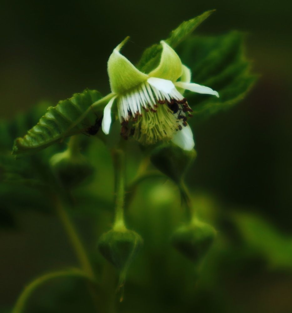 Photograph by Алла Бойко