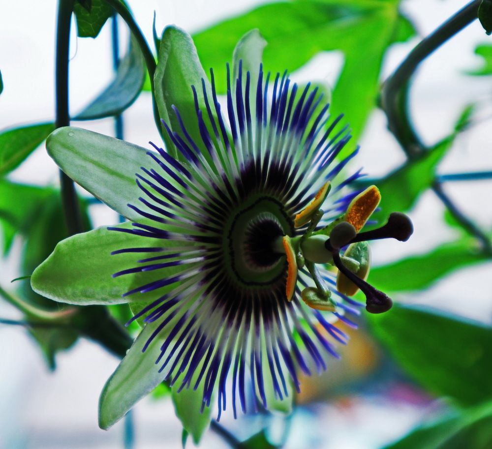 Photograph by Алла Бойко