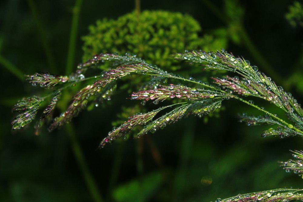 Photograph by Алла Бойко