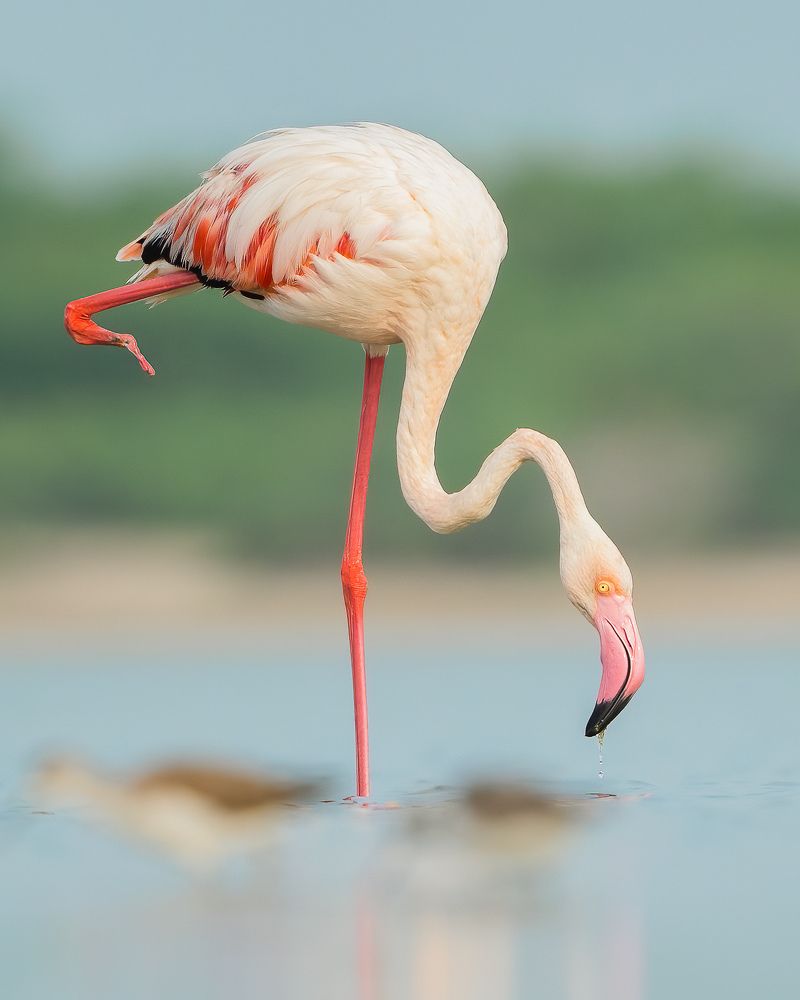 Human-caused threats to birds