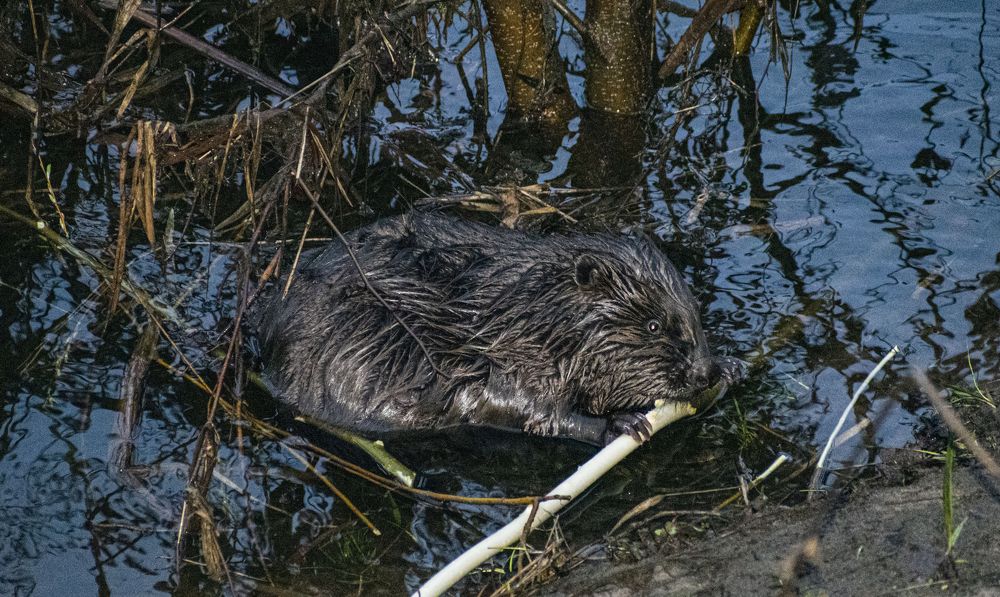 Photograph by Галина Завязкина
