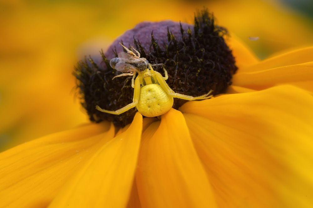 Photograph by Елена Раздвилова