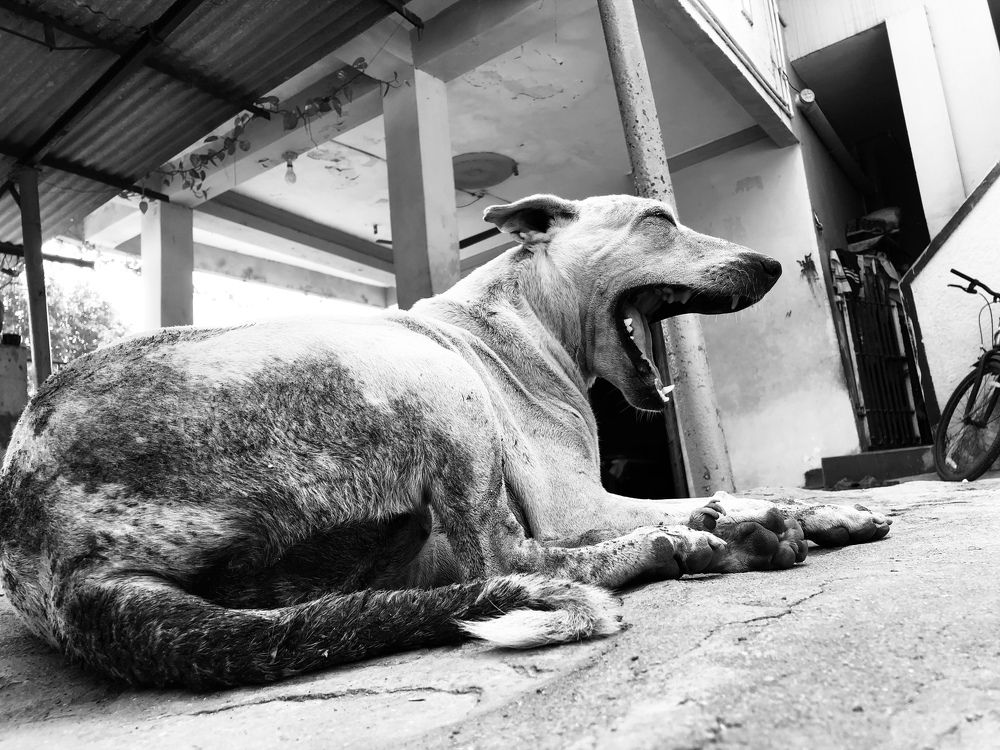 Photograph by Pihu chudasama