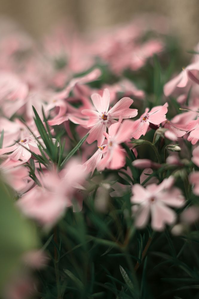 Photograph by Алексей Морозов