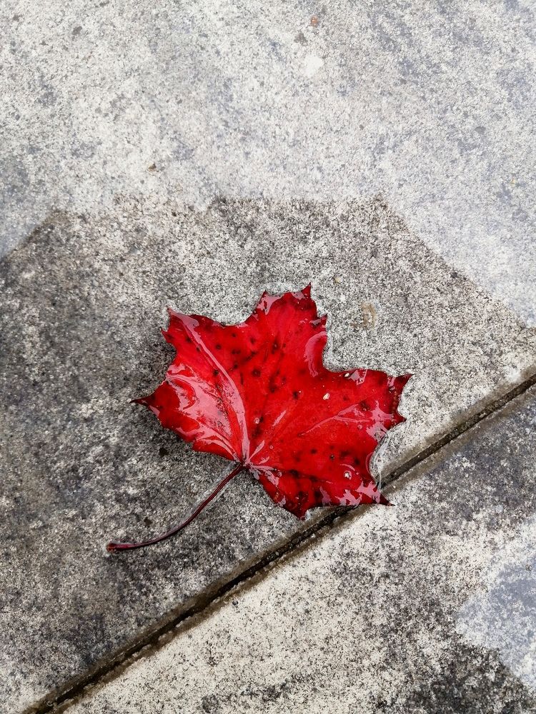 Autumn leaf