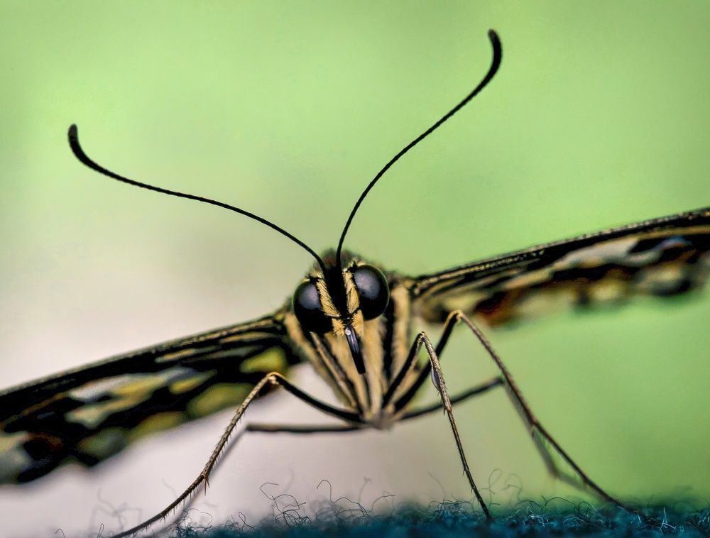 Photograph by Максим Кольцов